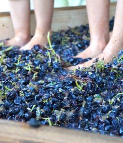 La vendemmia dei bambini | fino al 29/10